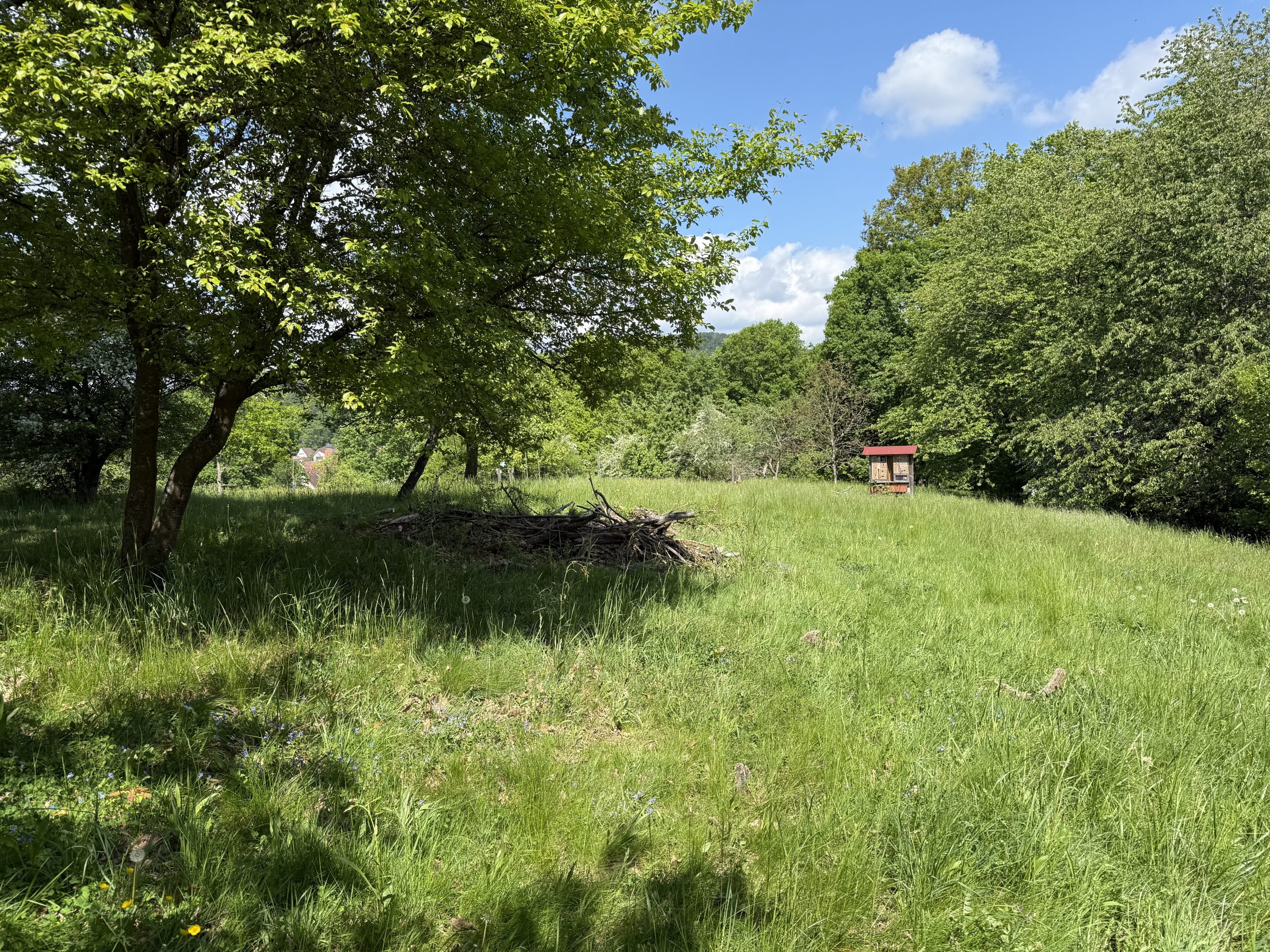 Sonnige Wiese auf dem Schützenberg